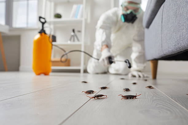 Commercial Rodent Management in Cameron